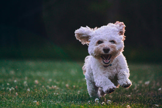 Puppyvoeding: wat heeft een pup écht nodig in het eerste jaar?