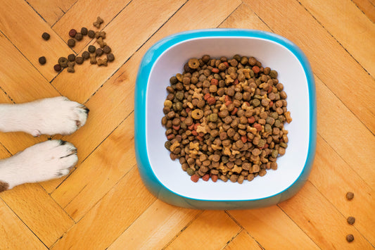 Waarom de ingrediënten in goedkoop hondenvoer je hond meer kosten dan je denkt