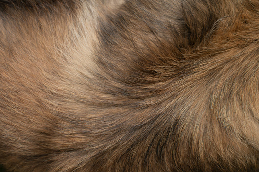 Schapenvet voor honden: het onderschatte supplement dat je vacht transformeert